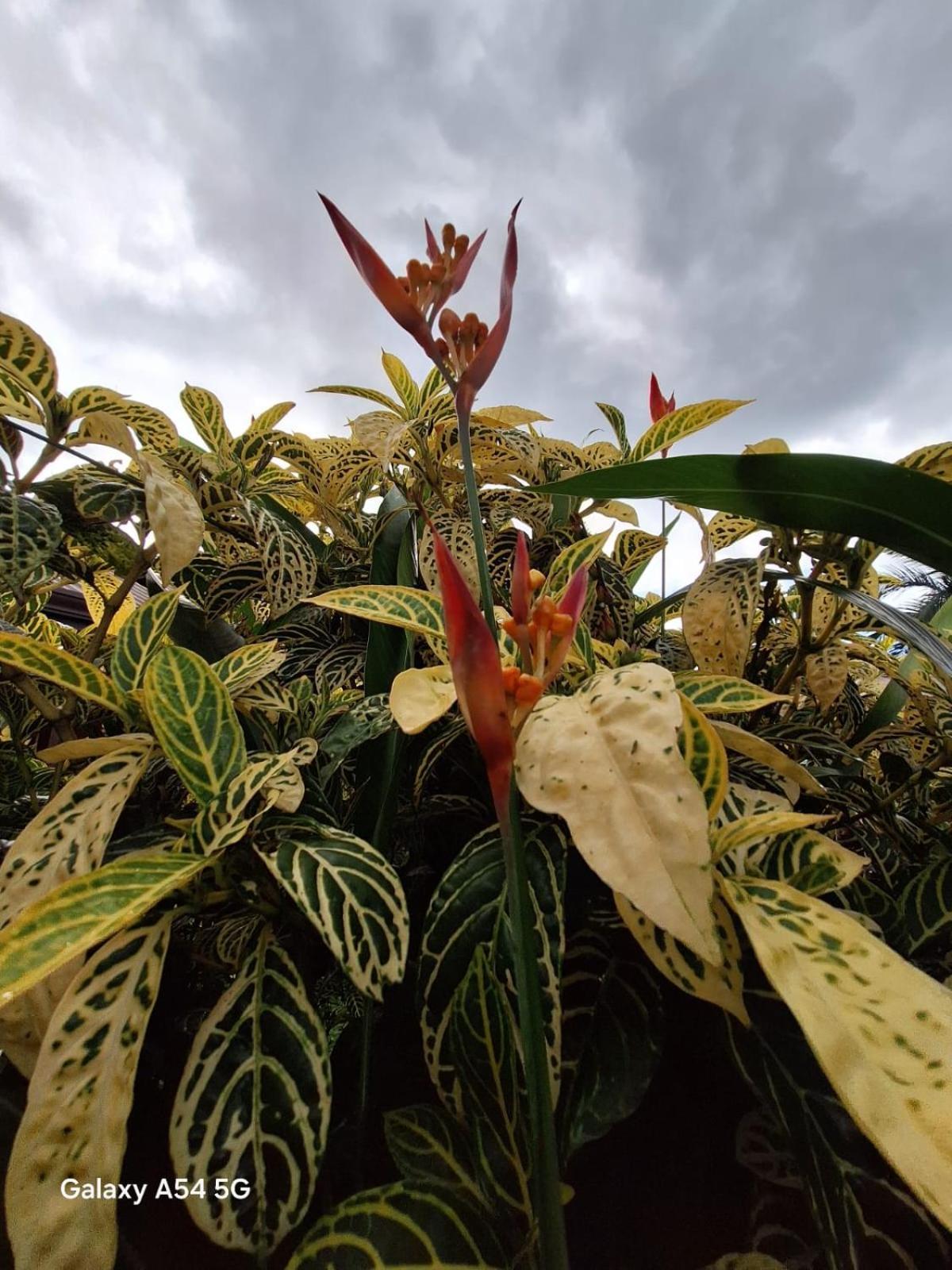 Iris Arenal Hotel La Fortuna Extérieur photo